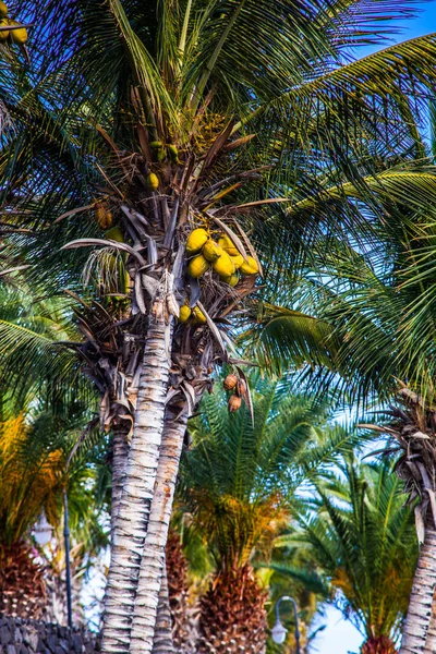 Orzechy kokosowe Palmy na Wyspy Kanaryjskie Lanzarote — Zdjęcie stockowe