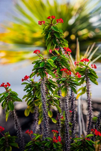 Vackra kaktus som blommar i värmen i Lanzarote — Stockfoto
