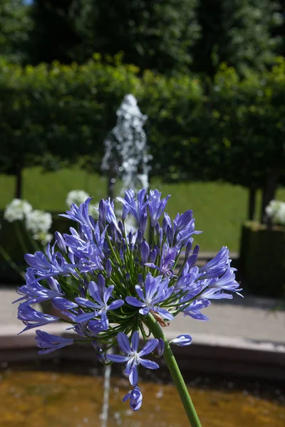 Hermosas flores en un parque idílico — Foto de Stock