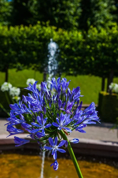 Beautiful flowers in an idyllic park — Stock Photo, Image