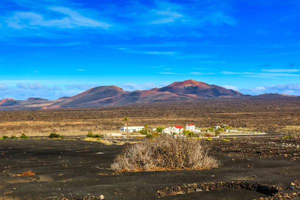 Wina w regionie Lanzarote poza sezonem — Zdjęcie stockowe