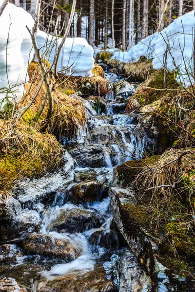 Uma corrente de água que atravessa a floresta — Fotografia de Stock