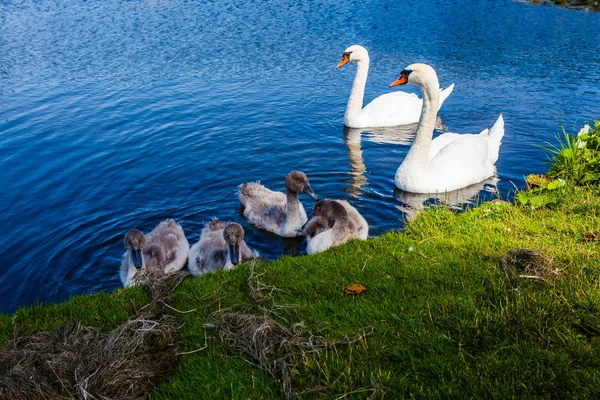 Família cisne se divertindo na água . — Fotografia de Stock