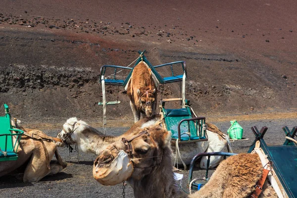 Camelos no Parque Nacional de Timanfaya em Lanzarote . — Fotografia de Stock