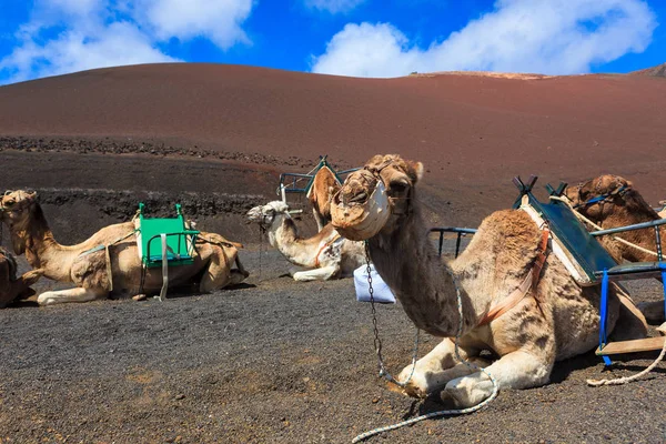 Camelos no Parque Nacional de Timanfaya em Lanzarote . — Fotografia de Stock