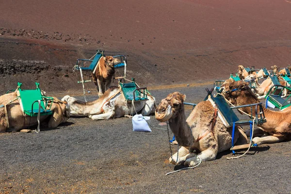 Camelos no Parque Nacional de Timanfaya em Lanzarote . — Fotografia de Stock