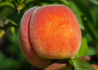 Şeftali kadar kapatın