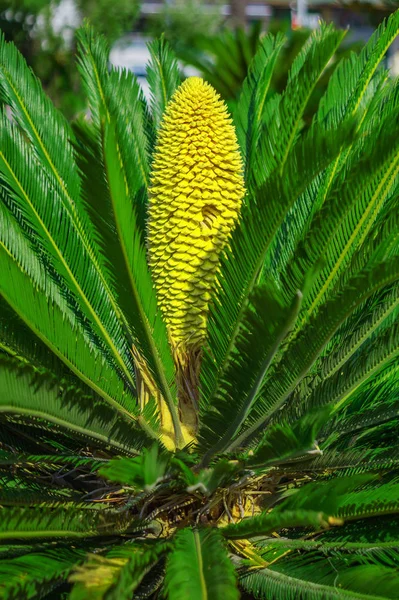 Sago palmiye ağacı — Stok fotoğraf