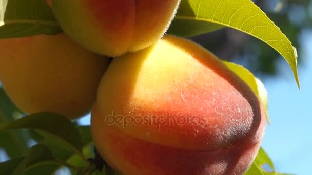 Close up peach — Stock Video