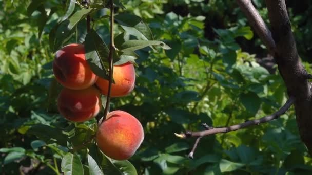 Primer plano melocotón — Vídeos de Stock