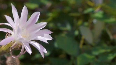 çiçek açan bir kaktüs çiçek