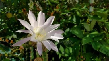 çiçek açan bir kaktüs çiçek