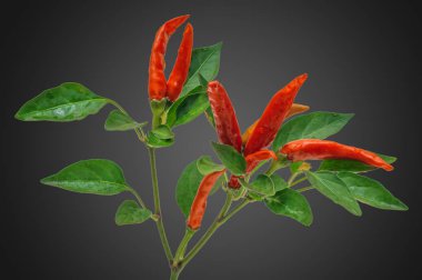 Şube kırmızı biber