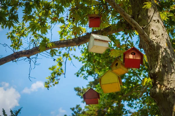 Maisons d'oiseaux sur l'arbre — Photo