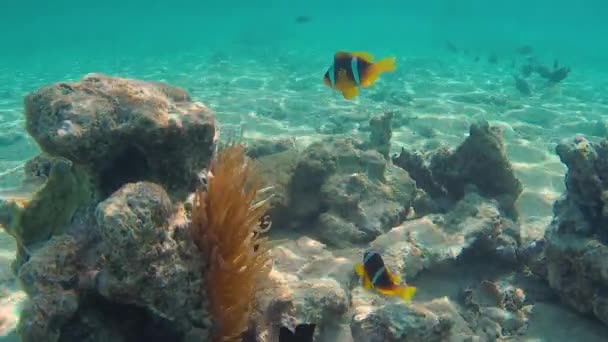 Poissons Clowns Sur Fond Des Anémones Dans Mer Rouge — Video