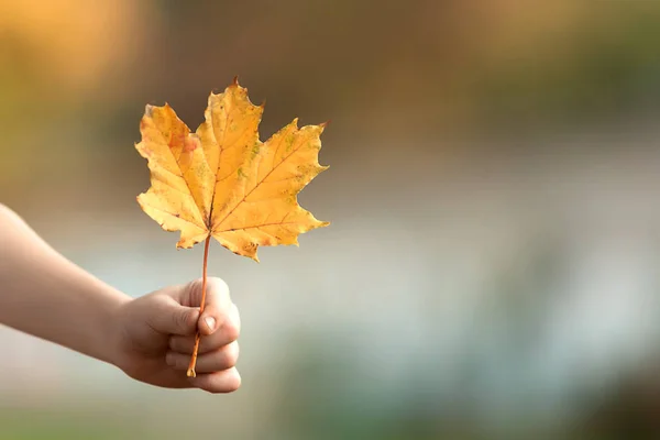 Arce hojas amarillas en la mano Bebé — Foto de Stock