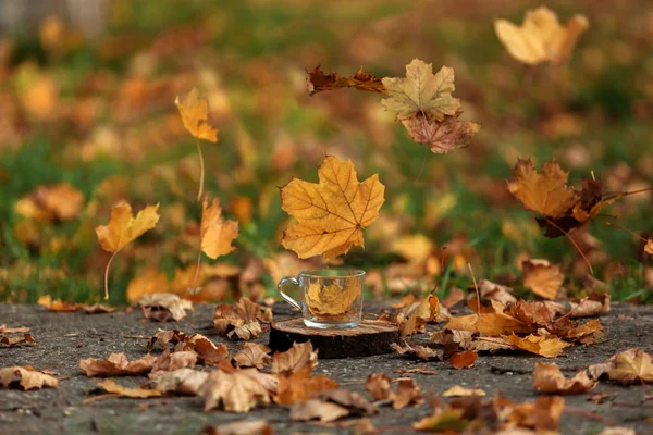 Hojas de otoño y una copa en la calle — Foto de Stock