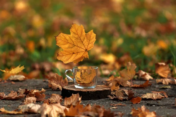 Hojas de otoño y una copa en la calle — Foto de Stock