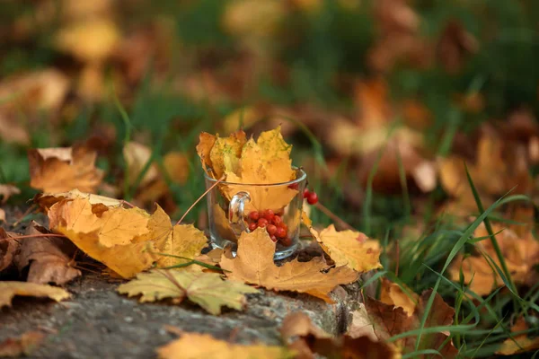 Una taza de té en la calle entre las hojas de otoño se encuentra con viburnum — Foto de Stock