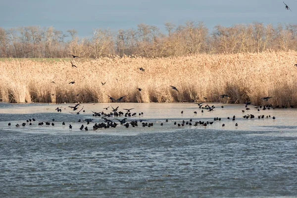 On the river a flock of crows drink water and walk on ice — Stock Photo, Image