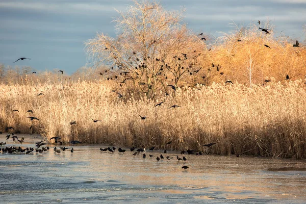 A flock of black crows sits on the branches of a tree near the river — Stock Photo, Image