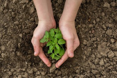 Toprağa taze fidanlar ekiliyor. Yakın plan..
