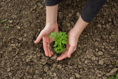 Toprağa taze fidanlar ekiliyor. Yakın plan..