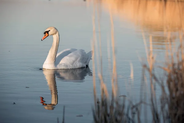 Spring Pond Reeds Floating White Swan — Stock Photo, Image