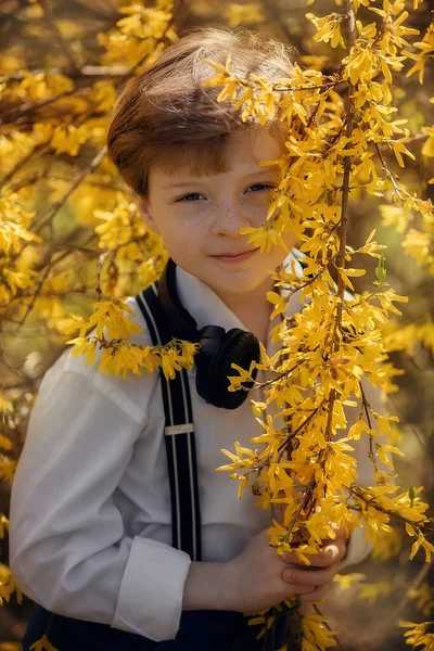 Retrato de un niño en arbustos amarillos forsythia — Foto de Stock