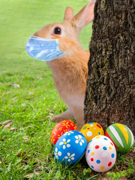 Scared Easter Bunny Easter Rabbit Peeking Out Tree Because Coronavirus — Stock Photo, Image