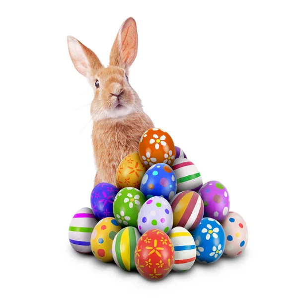 复活节兔子或复活节兔子在一堆彩绘或华丽的复活节彩蛋后面偷窥 为复活节彩蛋狩猎游戏拍摄白色背景 剪掉或剪掉 图库图片