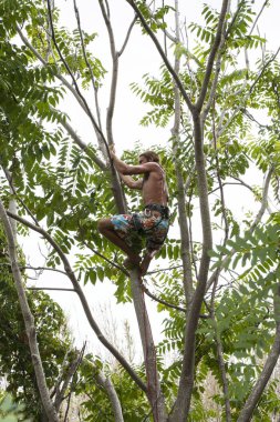 ağaçlara tırmanıyor adam. ağaç tırmanışı