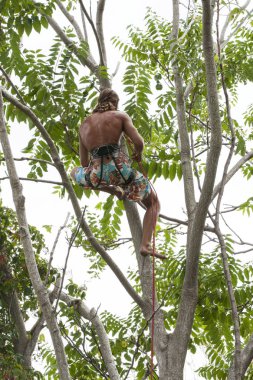 ağaçlara tırmanıyor adam. ağaç tırmanışı