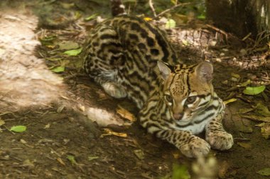 Ocelot, küçük Güney Amerika kedi