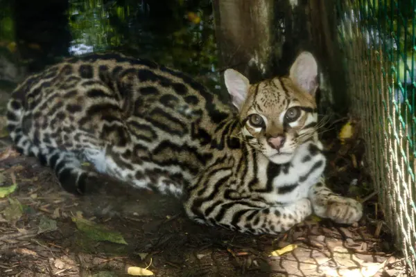 Ocelot, pequeño felino sudamericano —  Fotos de Stock