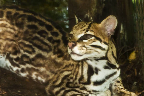 Ocelot, malé jihoamerické kočičí — Stock fotografie