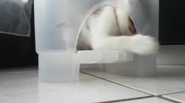 bir plastik konteyner içinde oynayan kedi köpek yavrusu