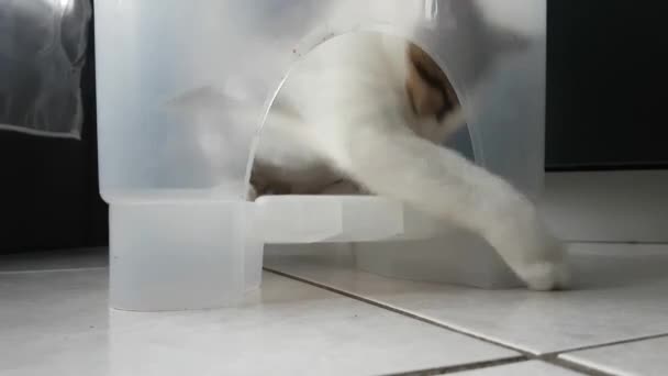 Kissanpentu leikkii muoviastiassa — kuvapankkivideo