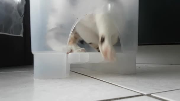 Cat puppy playing inside a plastic container — Stock Video