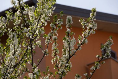Erik çiçekleri ve Erik