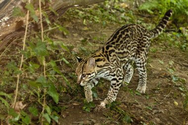 Ocelot, küçük Güney Amerika kedi