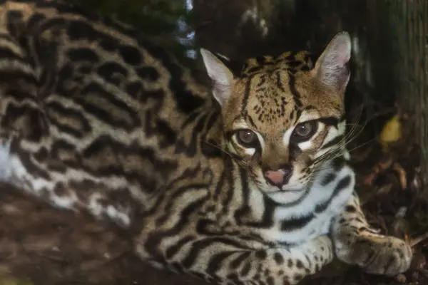 山猫，小南美猫科动物 — 图库照片