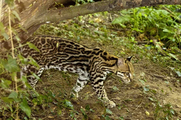 Ocelot, Small South American feline — Stock Photo, Image