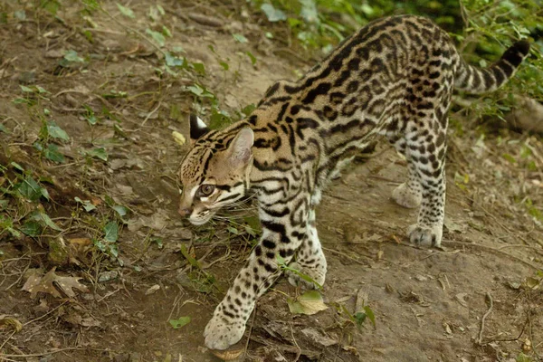 Ocelot, malé jihoamerické kočičí — Stock fotografie