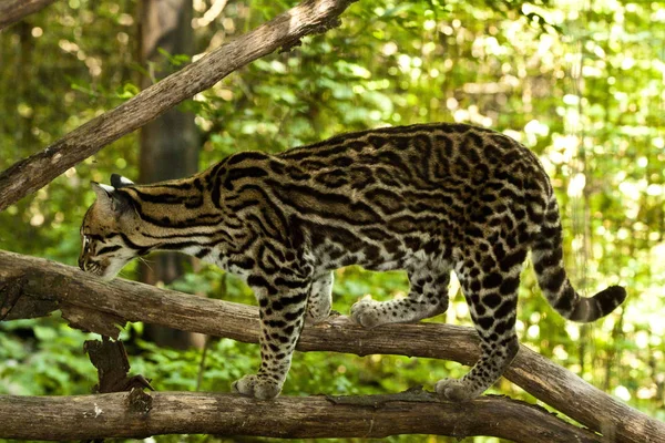 Ocelot, pequeño felino sudamericano —  Fotos de Stock