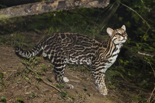 Ocelot, kis Dél-amerikai macskaféle — Stock Fotó