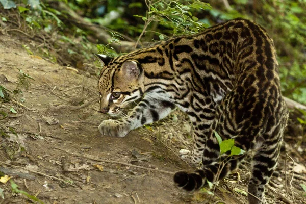Оцелот, небольшой Южной Америки кошачьих — стоковое фото
