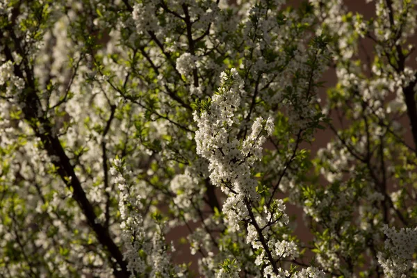 Pflaumenblüten und Pflaumen — Stockfoto