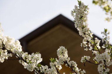 Erik çiçekleri ve Erik