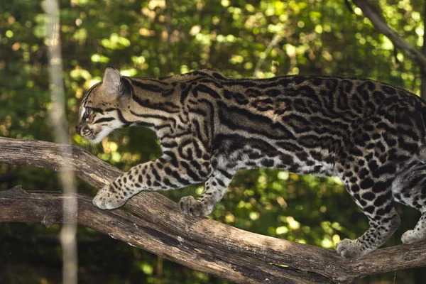 Ocelot, kis Dél-amerikai macskaféle, a Közép-Amerikában, Belize, Costa Rica, Brazília. — Stock Fotó